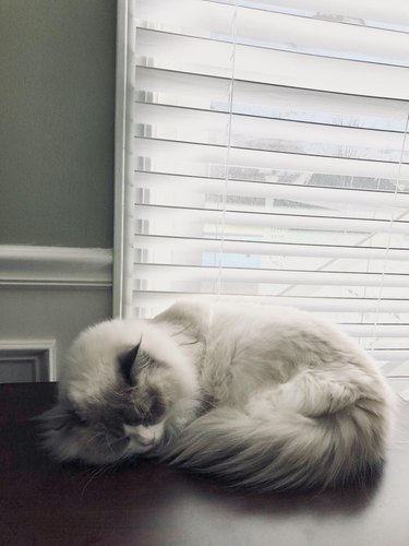 Ragdoll cat sleeping on a table by a window.