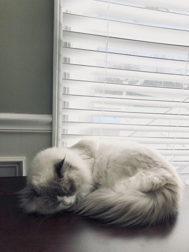 17 Of The Prettiest Ragdoll Cats On The Internet