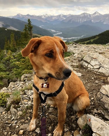 dog on a mountain summit