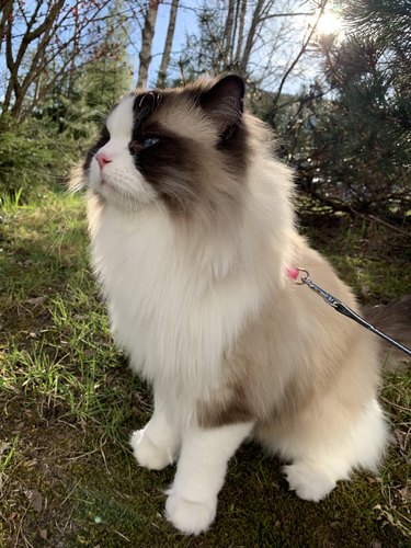 Ragdoll cat on a cat leash in the sunshine.