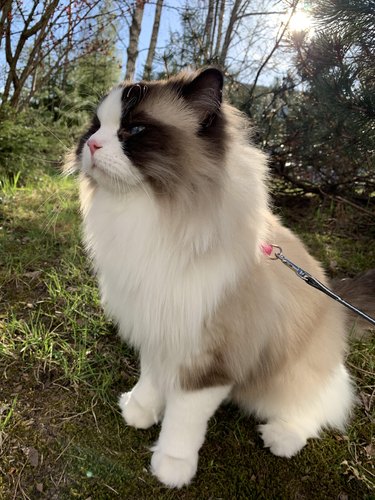 Gato Ragdoll bajo el sol