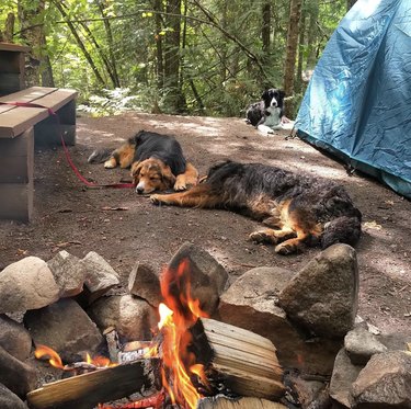 three dogs by a campfire