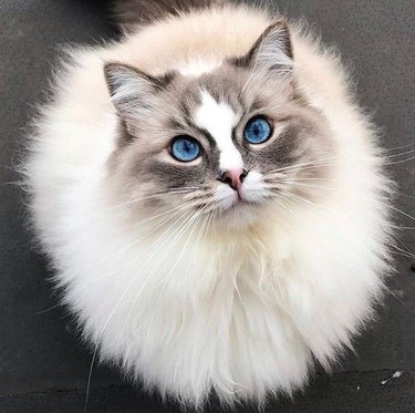 Ragdoll cat with very blue eyes.