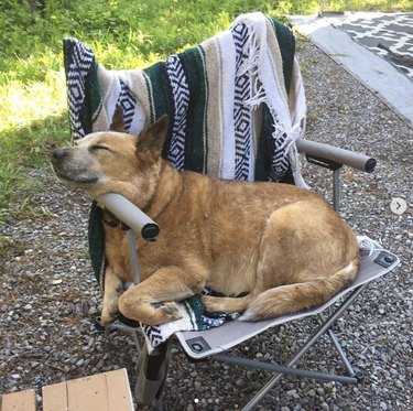 dog sleeping in camp chair