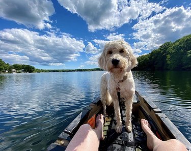 dog on a kayak