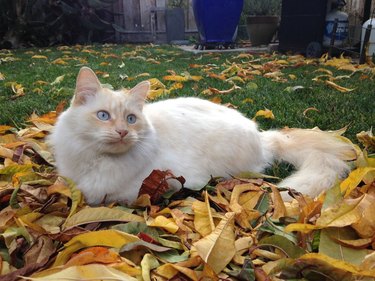 Gato Ragdoll en hojas de otoño