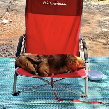 dog sleeping in red camping chair