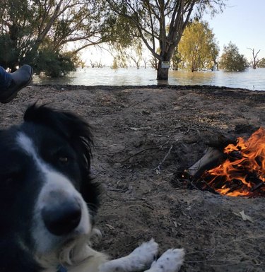 dog by a campfire