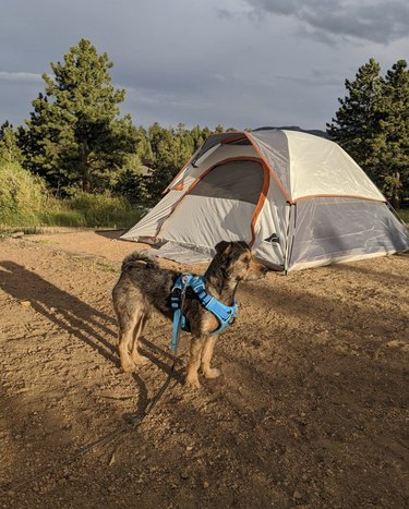 dog standing outside a tent