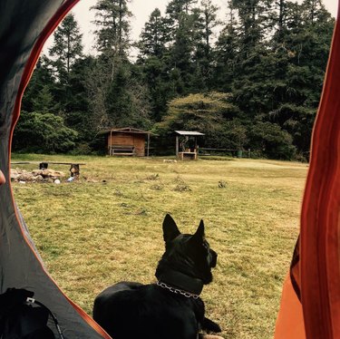 dog sitting outside tent