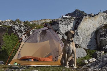 dog standing in front of tent