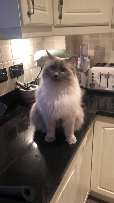 Gato Ragdoll en un mostrador de cocina