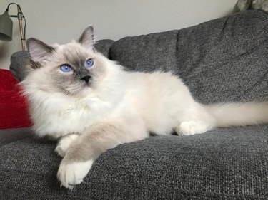 Ragdoll cat lounging on a couch.