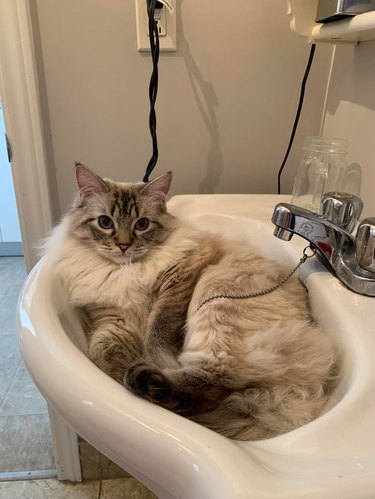 Ragdoll cat in a sink.