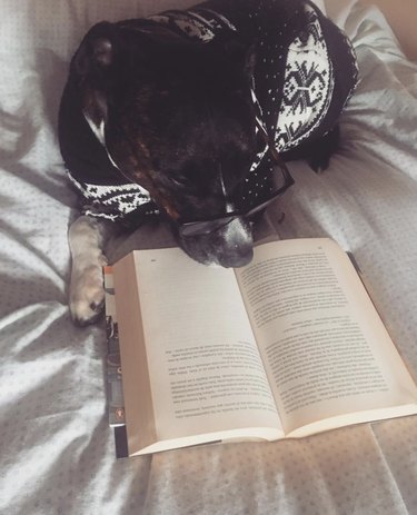 dog reading a novel in bed