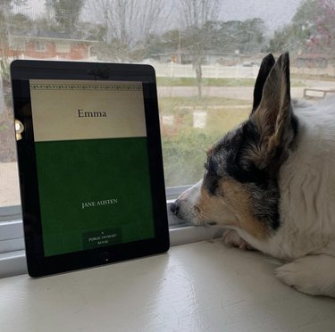 dog reading emma on kindle