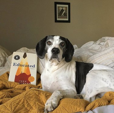 dog reading Educated book