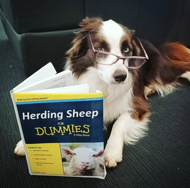 collie reading herding sheep for dummies book