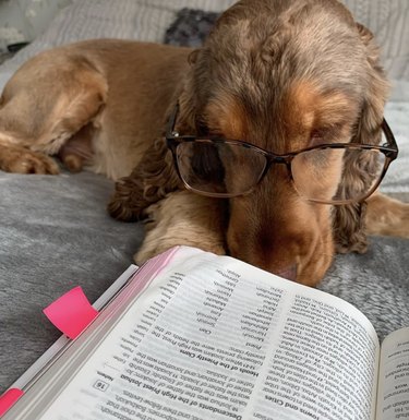 dog with glasses on reading a book