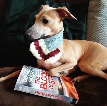 dog holding a mystery book