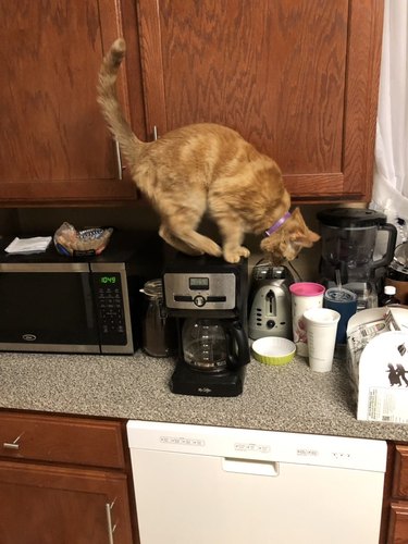 cat on coffee machine