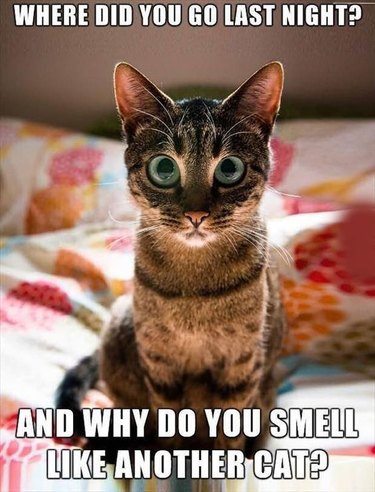 18 Memes That Prove Cats Make Their Own Damn Rules | Cuteness