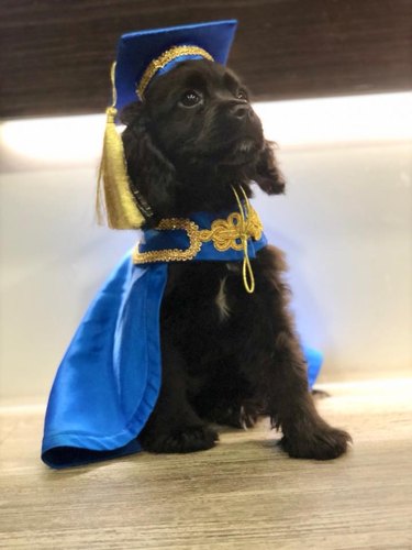 Puppy wears gown at graduation from puppy training