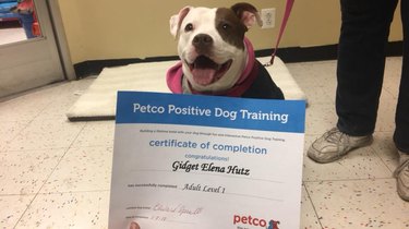 Puppy receives diploma from Petco puppy school