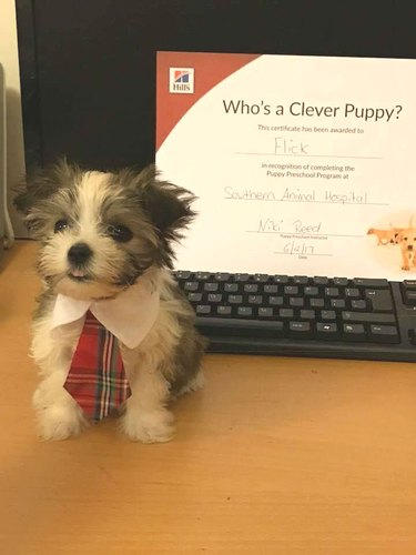 tiny dog in tie stands next to diploma