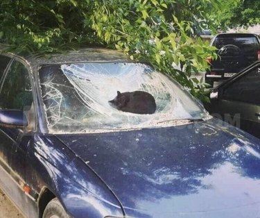 cat sleeps on broken windshield