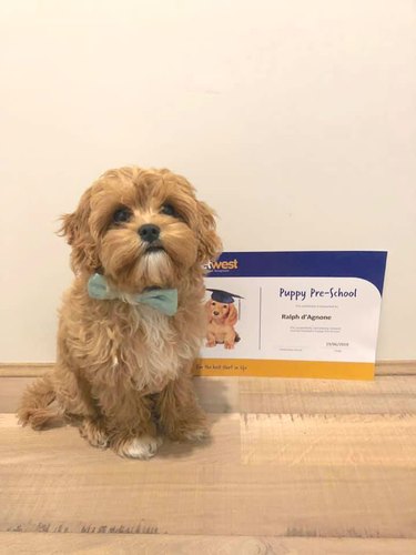 dog in bow tie stands next to diploma from puppy school