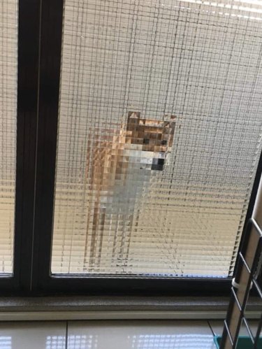 dogs peers through frosted glass door