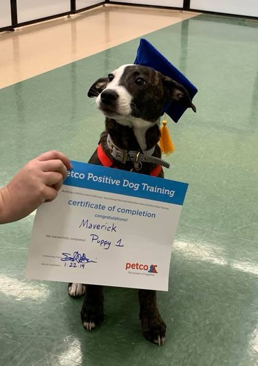 Puppy poses with certificate of completion