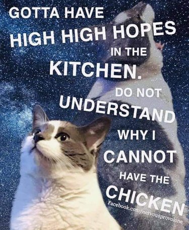 cat wants to know why it can't have chicken