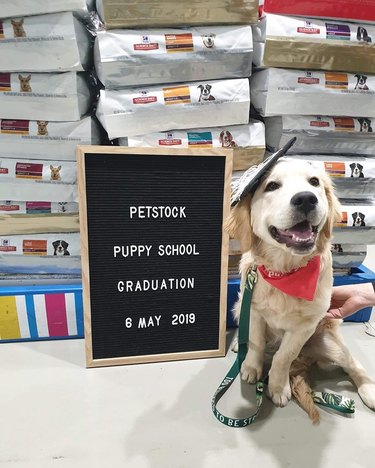dog in graduation cap