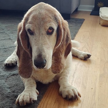 grumpy old basset hound