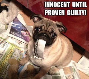 Guilty looking pug eating strip of newspaper.