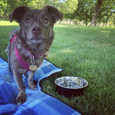 dog on blue picnic blanket