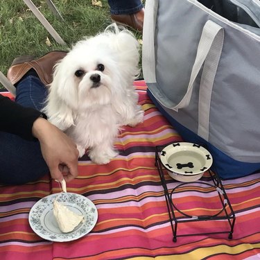 dog with water dish and cake on picnic blanket