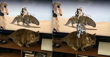 cat photoshopped with stars wars stormtrooper