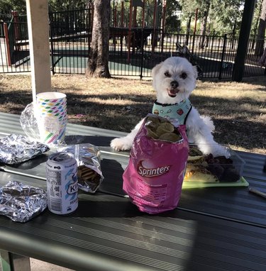 dog sitting at picnic table with snacks