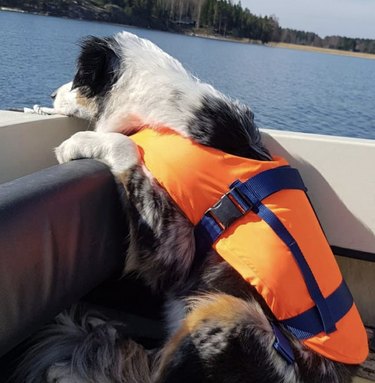 dog with orange life vest inside boat