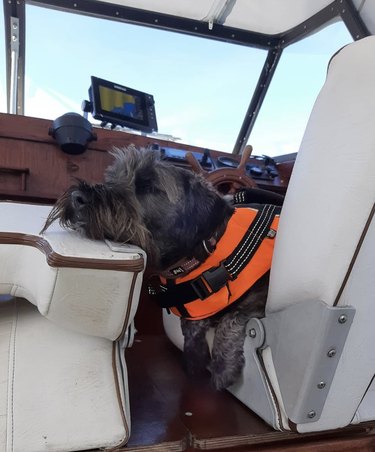 dog in the captain's seat