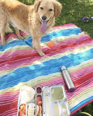 dog on striped picnic blanket with food