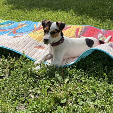 dog on a colorful blanket
