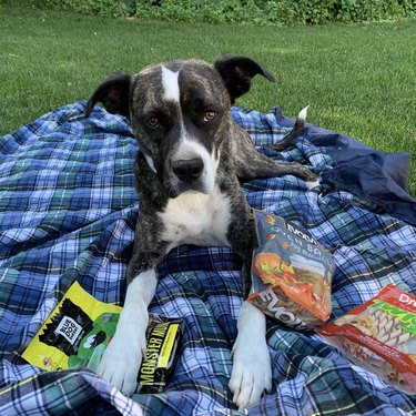 dog with snacks on picnic blanket