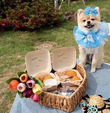 pomeranian in blue outfit by picnic basket