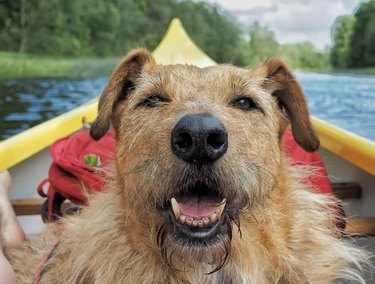 dog inside a yellow kayak