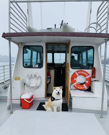 dog on a small yacht