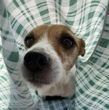 dog inside green picnic blanket